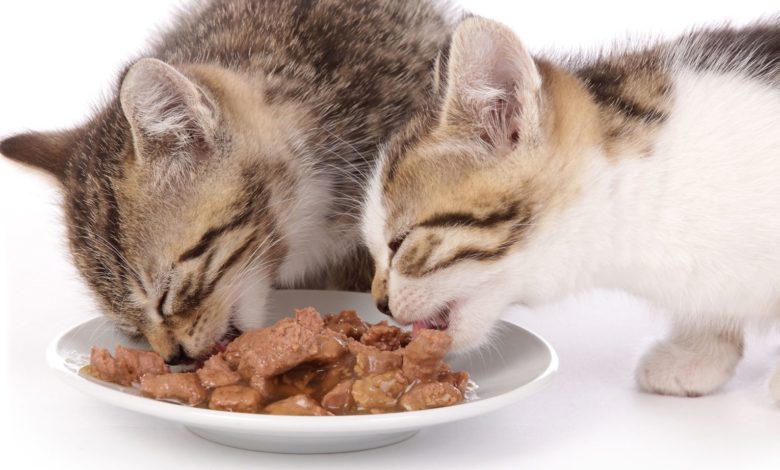 Photo of Hill’s корм для кошек с особыми потребностями